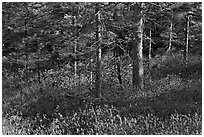 Forest and berry plants in winter, Isle Au Haut. Acadia National Park, Maine, USA. (black and white)