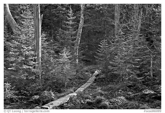Forest trail with boardwalk, Isle Au Haut. Acadia National Park (black and white)