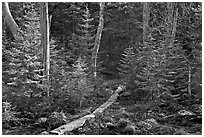 Forest trail with boardwalk, Isle Au Haut. Acadia National Park, Maine, USA. (black and white)