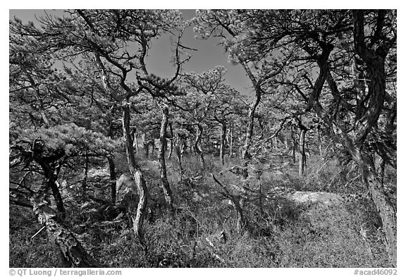 Pine forest, Isle Au Haut. Acadia National Park (black and white)