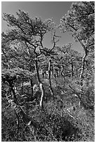 Stunted pines, Isle Au Haut. Acadia National Park, Maine, USA. (black and white)