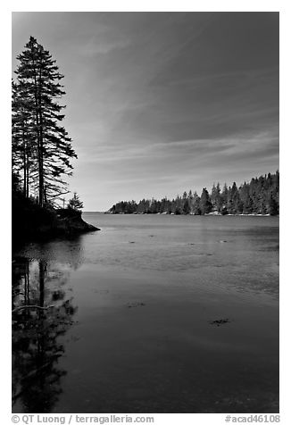 Tree reflected in calm waters, Duck Harbor, Isle Au Haut. Acadia National Park (black and white)