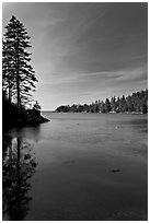 Tree reflected in calm waters, Duck Harbor, Isle Au Haut. Acadia National Park ( black and white)
