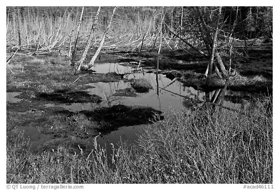 Tree skeletons and swamp, Isle Au Haut. Acadia National Park (black and white)
