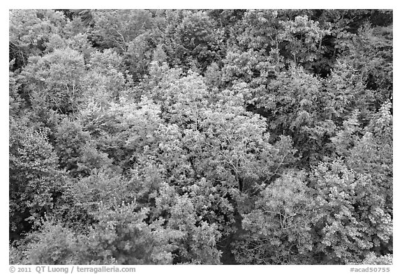 Tree canopy in summer. Acadia National Park (black and white)