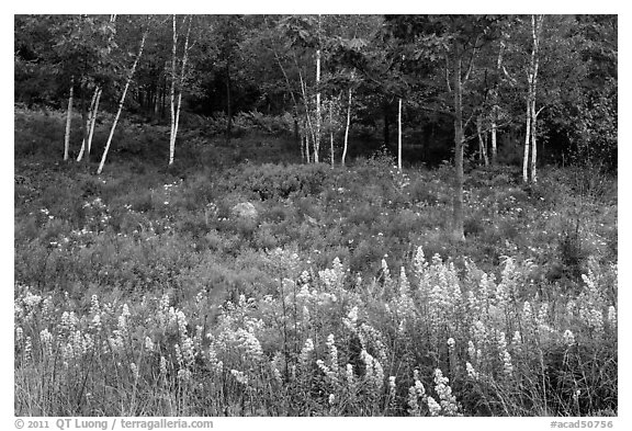 Goldenrod flowers and birch trees. Acadia National Park (black and white)