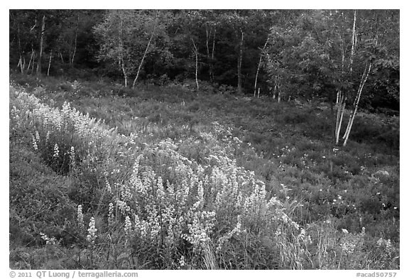 Summer meadow with wildflowers at forest edge. Acadia National Park (black and white)