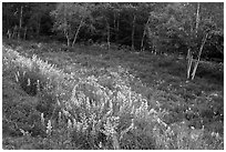 Summer meadow with wildflowers at forest edge. Acadia National Park ( black and white)