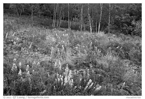 Meadow bordered by trees, with summer flowers. Acadia National Park (black and white)