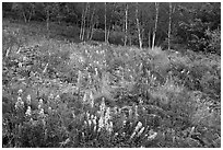 Meadow bordered by trees, with summer flowers. Acadia National Park, Maine, USA. (black and white)