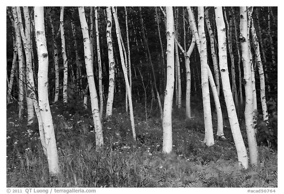 Birch tree trunks in summer. Acadia National Park (black and white)