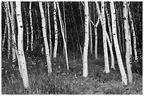 Birch tree trunks in summer. Acadia National Park, Maine, USA. (black and white)