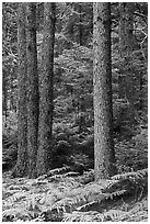 Pines and ferns. Acadia National Park, Maine, USA. (black and white)
