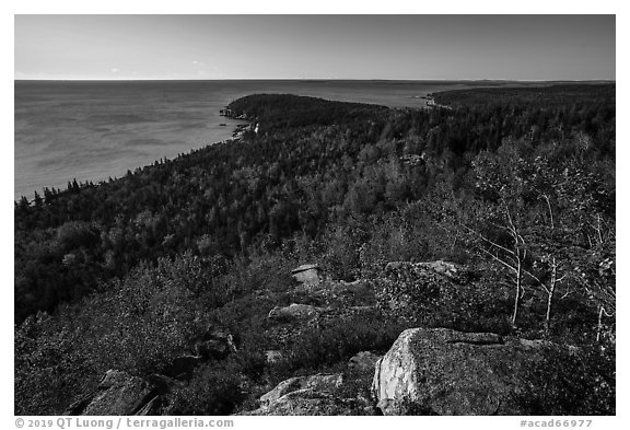 Coast and woods from Gorham Mountain. Acadia National Park (black and white)