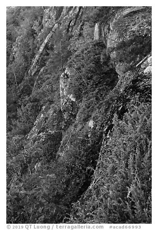 Cliffs below Champlain Mountain. Acadia National Park (black and white)