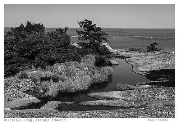 Rain-filled potholes and Ocean from Champlain Mountain. Acadia National Park (black and white)