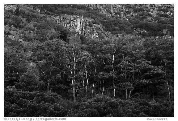 Tress and Champlain Mountains cliffs. Acadia National Park (black and white)