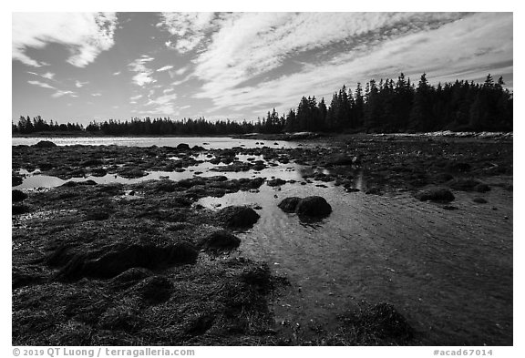 East Pond and Little Moose Island at low tide. Acadia National Park (black and white)