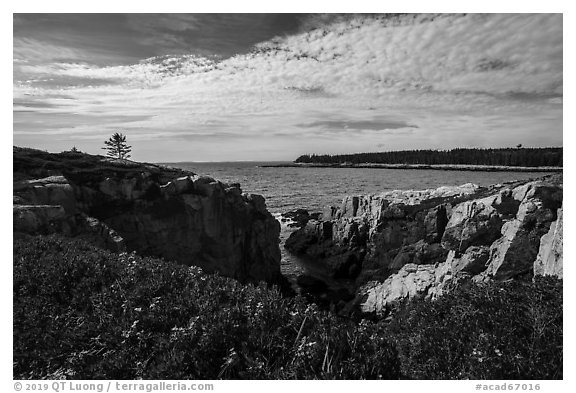 Wildflowers and Schoodic Point from Little Moose Island. Acadia National Park (black and white)