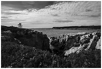 Wildflowers and Schoodic Point from Little Moose Island. Acadia National Park ( black and white)