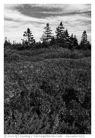 Berry plants and spruce in autumn, Little Moose Island. Acadia National Park (black and white)