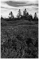 Berry plants and spruce in autumn, Little Moose Island. Acadia National Park ( black and white)