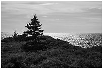 Autumn colors and shimmering sea, Little Moose Island. Acadia National Park ( black and white)