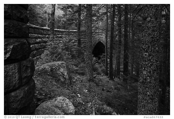 Forest and Hemlock Bridge. Acadia National Park (black and white)