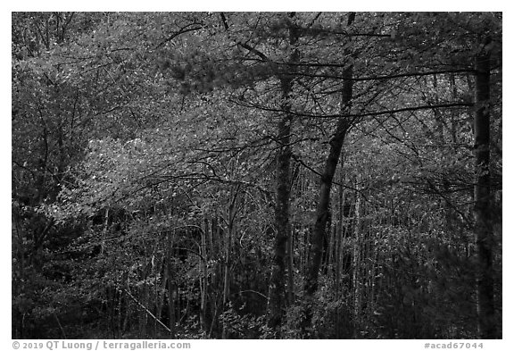 Hardwood trees in autumn foliage. Acadia National Park (black and white)