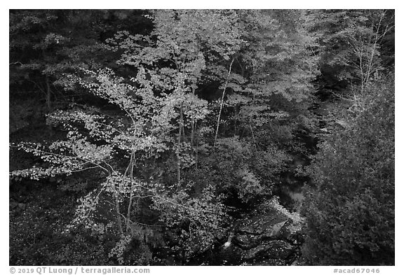 Trees in autumn foliage and Duck Brook from above. Acadia National Park (black and white)