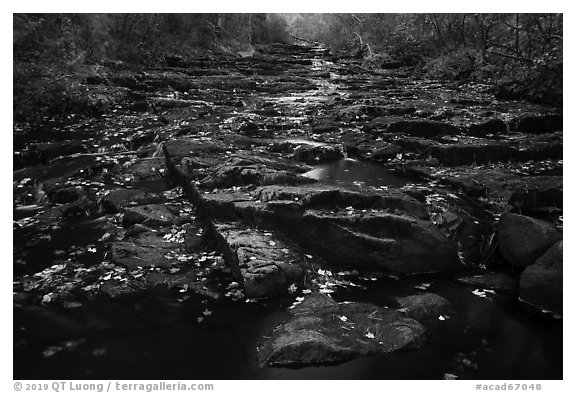 Duck Brook in autumn. Acadia National Park (black and white)
