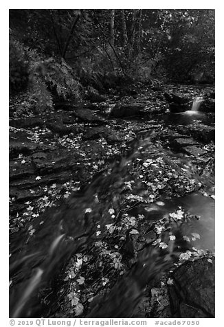 Duck Brook with fallen leaves. Acadia National Park (black and white)