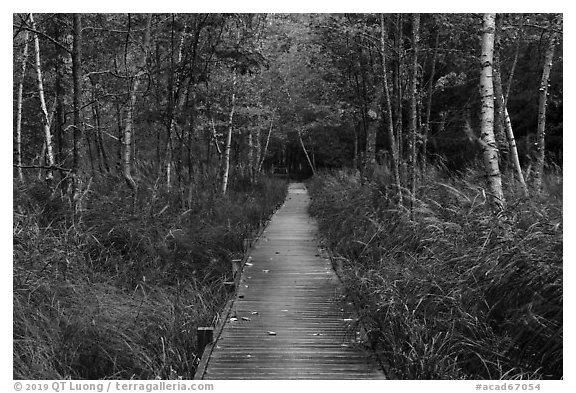 Boardwalk, Jesup Path. Acadia National Park (black and white)