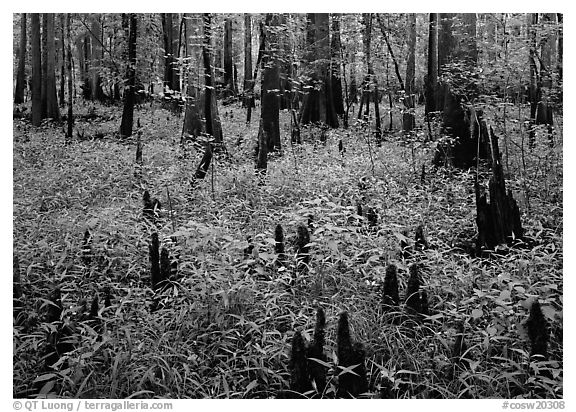 Dry swamp with cypress knees in summer. Congaree National Park, South Carolina, USA.