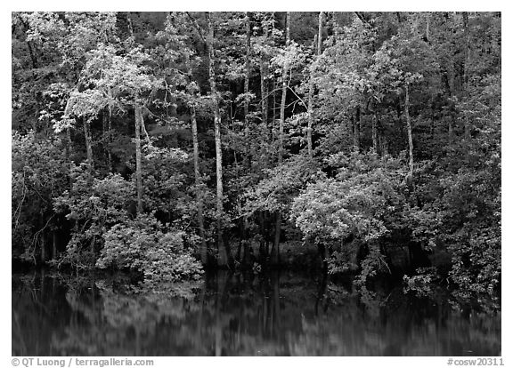 Trees reflected in pond in summer. Congaree National Park (black and white)