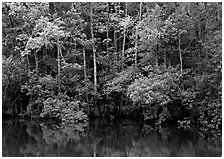 Trees reflected in pond in summer. Congaree National Park ( black and white)