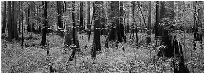 Green forest with cypress knees in summer. Congaree National Park (Panoramic black and white)