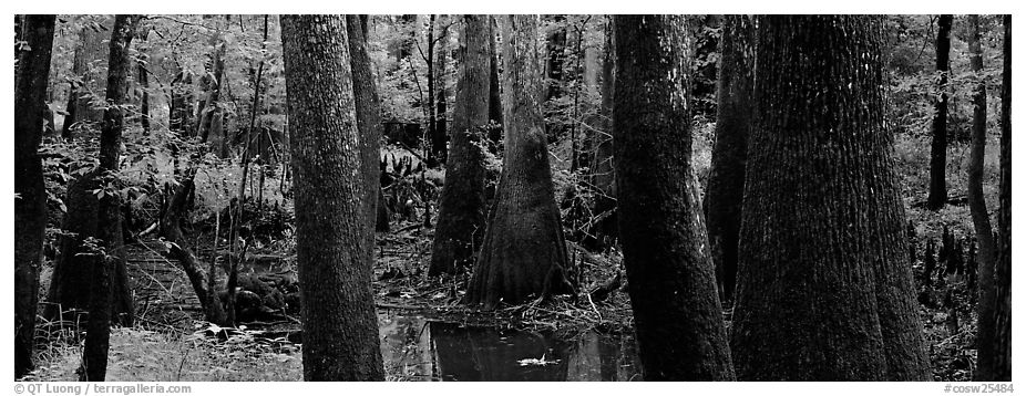 Green swamp forest in summer. Congaree National Park (black and white)