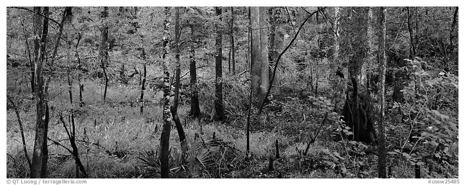 Floodplain hardwood forest in summer. Congaree National Park (black and white)