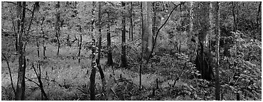 Floodplain hardwood forest in summer. Congaree National Park (Panoramic black and white)
