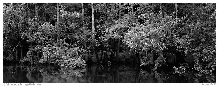 Summer green forest reflected in pond. Congaree National Park (black and white)