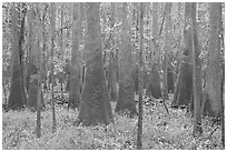 Cypress and tupelo floodplain forest in rainy weather. Congaree National Park ( black and white)
