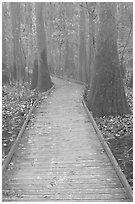 Low boardwalk in misty weather. Congaree National Park ( black and white)