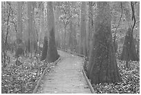Boardwalk snaking between giant cypress trees in misty weather. Congaree National Park ( black and white)