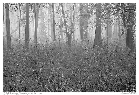 Bamboo and forest in fog. Congaree National Park (black and white)