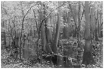 Flooded forest with fall color. Congaree National Park ( black and white)