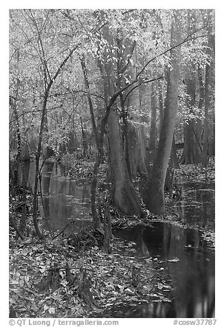 Trees with fall color in slough. Congaree National Park (black and white)