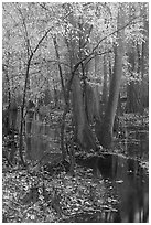 Trees with fall color in slough. Congaree National Park ( black and white)
