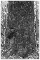 Base of giant loblolly pine tree. Congaree National Park ( black and white)