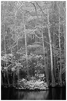 Fall colors at the edge of Weston Lake. Congaree National Park ( black and white)